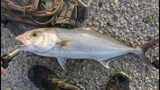 Shore jigging  Gof 75cm najbolja borba ove godine [upl. by Ettesoj]