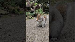 Squirrels Grabbing Ground Nuts 🐿 🥜 [upl. by Av]