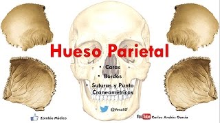 Anatomía  Hueso Parietal Caras Bordes [upl. by Yk]