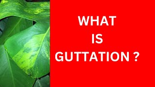 WHAT IS GUTTATION [upl. by Nyliak]