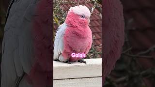 Galah Cockatoo Bird  Pink and Grey  Cool 😎 [upl. by Ardnua]