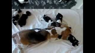 Szczeniaki beagle  beagle puppies [upl. by Dania]