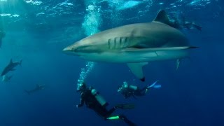 By The Tail  Tiburones Sharks of Cuba [upl. by Moss]