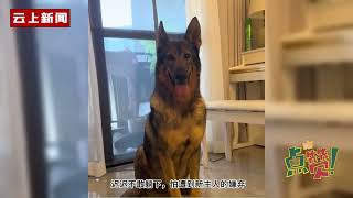 女子领养了只退役的警犬，警犬刚刚到新家非常拘谨，下秒举动可爱 [upl. by Tisbe]