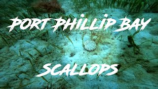 Dive series Ep01  How to Shuck and prepare Scallops  Port Phillip Bay [upl. by Gavrila]