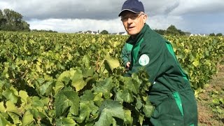 Le Malvoisie lance les vendanges des Coteaux dAncenis [upl. by Nila]