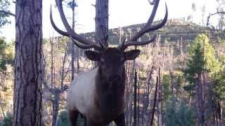 Bugling Arizona Elk at 2 Yards with JayScottOutdoorscom [upl. by Aneetsirhc]