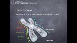 Tema 3  Cromosomas y ciclo celular [upl. by Merfe]