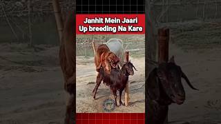 Janhit Mein Jaari breeding mating goat bakra goatfarming bakripalan farming facts shorts [upl. by Perlie]