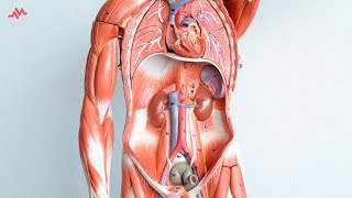 Abdominal Anatomy  Retroperitoneal Organs SAD PUCKER Mnemonic [upl. by Golda]