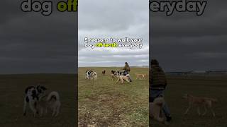 Are you walking your dog off leash everyday 🐕dogpack dogtraining dogleash [upl. by Muirhead]