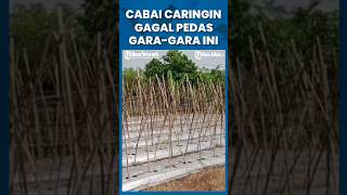 Cabai Caringin Gagal Pedas 6 Hektar Terdampak Kekeringan shorts [upl. by Algy]