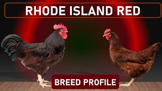 Chicken Breed Rhode Island Red  The Most Successful DualPurpose Chicken [upl. by Ayad]