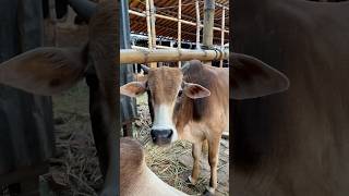 cow videos cow গরু amba guru hamba goru cow video cow cow gorur video cow dance hamba hamba gorocow [upl. by Einhoj]