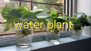 indoor plants in water ideas how to grow plants in water journeyofgarden203 [upl. by Balcke]