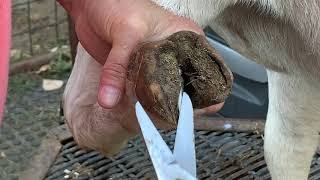 Basic Hoof Trimming  Boer Goats [upl. by Ariak833]