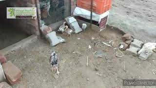 Desi Murgi Ke Ande Dene Vali Jagah kaisi honi chahiye  Best Nesting Box For Chickens [upl. by Aekerly]