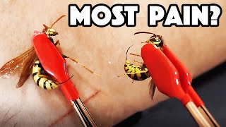 HORNET STING Vs WASP STING Which hurt WORST [upl. by Pretrice]