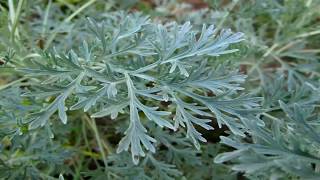 Propiedades y beneficios medicinales del Ajenjo Artemisia absinthium [upl. by Phalan396]