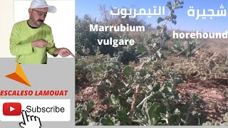 شجيرة التيمريوت او المريوت Marrubium vulgare [upl. by Eenar]