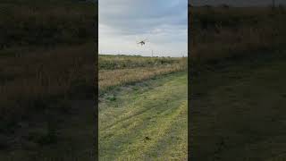 HobbyZone Carbon Cub S 2 13m RTF Basic RC Plane coming in for Landing in the Florida Orange Grove [upl. by Lenna]