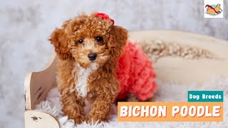 Bichon Poodle All About This Fluffy Teddy Bear Dog [upl. by O'Driscoll]