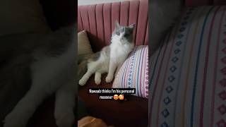 Am I his personal masseur cat viral meow shorts petparent purr animallover [upl. by Algernon407]