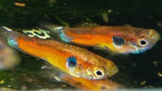 Brazilian Wild Guppy  Poecilia reticulata Tefé ᴴᴰ [upl. by Ailahtan]