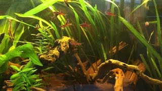 Fastest way to curetreat tannins on a driftwood [upl. by Lithea911]