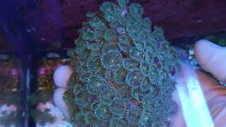 Zoanthus XL green and blue coral gandalf [upl. by Tillio]