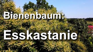 Bienenbaum im Juli Esskastanie und Trompetenbaum  wunderschöne Blühbäume in Mielkendorf [upl. by Alyosha]