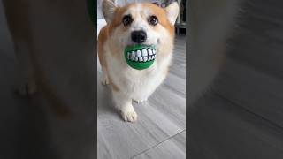 A hilarious toy for your furry friendquotdogtoysfunnyballdogloverfunnytoysshorts viralvideo [upl. by Anne]