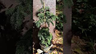 Abies procera Delbar Cascade  developing a nice weeping form [upl. by Eidson]