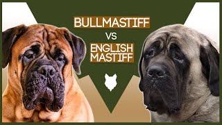 BULLMASTIFF VS ENGLISH MASTIFF [upl. by Alyssa]