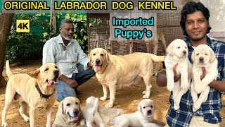 Labrador Puppys  Imported Lab Puppies for Sales  Chennai Dog Kennel  Best English Labrador  4K [upl. by Tselec841]