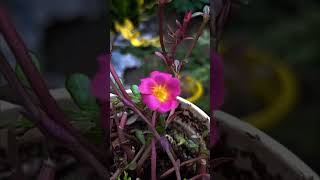 Moss rose purslane in my mini garden [upl. by Ilrak]