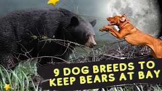 Bear Hunting Dogs – 9 Dog Breeds to Keep Bears at Bay  Dog show [upl. by Rockefeller]