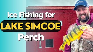 Lake Simcoe Perch Ice Fishing  My seasons best Perch [upl. by Adnael]