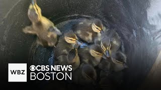 Ducklings rescued from storm drain in Ashland [upl. by Zebaj]