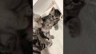 Millas Kats American Shorthair Kittens [upl. by Inahpets]