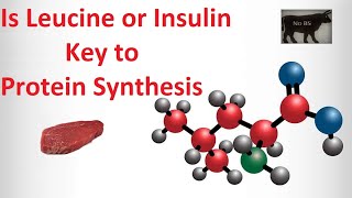 Is Leucine or Insulin Key to Protein Synthesis [upl. by Ettelohcin]