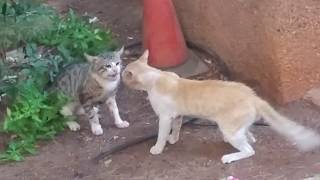 חתולים רבים ומתגוששים Cats quarreling and wrestling [upl. by Fagaly]