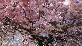 Kirschblüten  Cherry blossoms  Hoa Anh Đào in Wolfenbüttel  Germany [upl. by Brosine363]