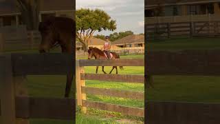 Icelandic Horse Riding Day  🇮🇸🐴 horses [upl. by Ami]