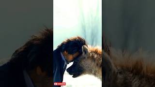 hyena  hyena vs lion shorts shortsfeed youtubeshorts facts hyena [upl. by Einreb681]