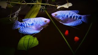 Opaline Blue Gourami Care amp Tank Set up Guide [upl. by Cullen]