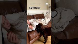 大きくなっても変わらないこと｜PECO コッカースパニエル 子犬 子犬のいる暮らし puppy cockerspaniel dog puppylife puppylove [upl. by Rhynd]