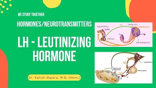 Neuroendocrine pathways  HPG Axis  2 Hormone LH [upl. by Schlicher]