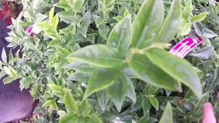 Sarcococca confusa 5L at Big Plant Nursery in West Sussex UK [upl. by Aerbma655]