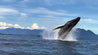 A Humpback Whale Breaches in Tofino BC and Performs a Full 360Degree Spin [upl. by Chandal]